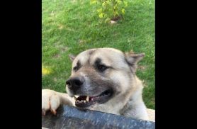 Cachorro Zeus desapareceu no bairro Cancelli Cachorro Zeus desapareceu no bairro Cancelli