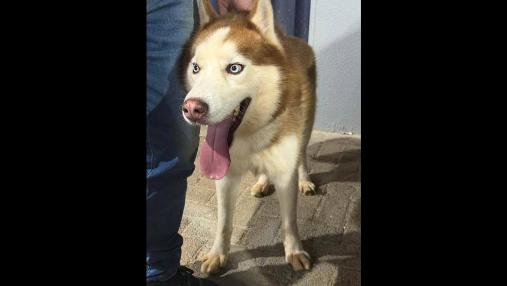 Cachorro é encontrado no bairro Coqueiral Imagem referente a Cachorro é encontrado no bairro Coqueiral