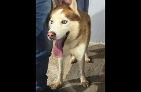 Cachorro é encontrado no bairro Coqueiral Cachorro é encontrado no bairro Coqueiral