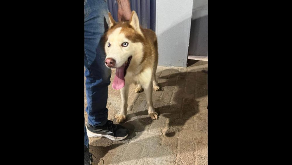 Cachorro é encontrado no bairro Coqueiral Imagem referente a Cachorro é encontrado no bairro Coqueiral