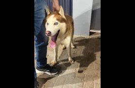 Cachorro é encontrado no bairro Coqueiral Cachorro é encontrado no bairro Coqueiral