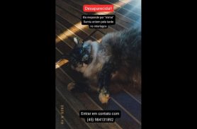 Gata Mima desapareceu no bairro Interlagos Gata Mima desapareceu no bairro Interlagos
