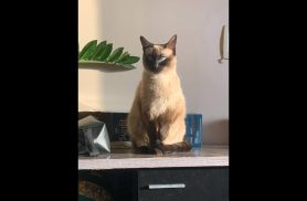 Gata Lilith desapareceu no bairro Periolo Gata Lilith desapareceu no bairro Periolo