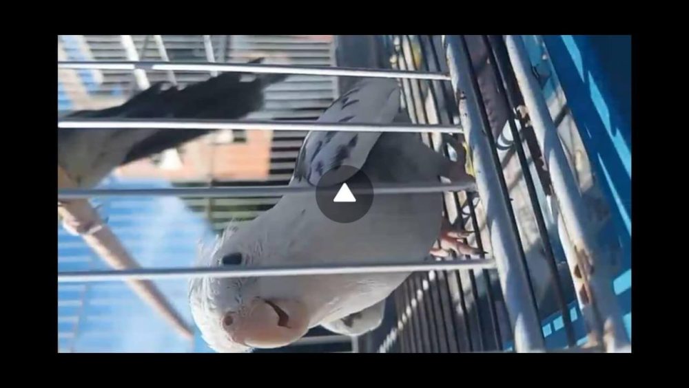 Calopsita Bolota desapareceu no bairro Brasmadeira Imagem referente a Calopsita Bolota desapareceu no bairro Brasmadeira