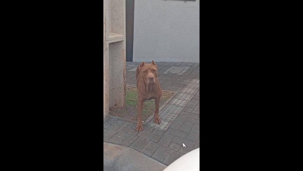 Cachorro é encontrado no bairro Interlagos Imagem referente a Cachorro é encontrado no bairro Interlagos