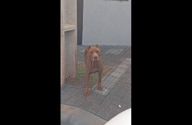 Cachorro é encontrado no bairro Interlagos Cachorro é encontrado no bairro Interlagos