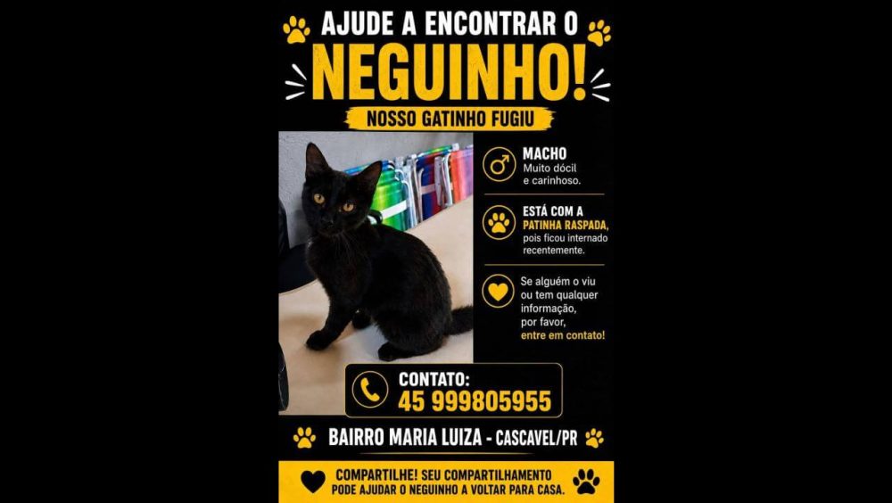 Gato Neguinho desapareceu no bairro Maria Luiza Imagem referente a Gato Neguinho desapareceu no bairro Maria Luiza