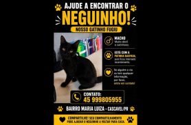 Gato Neguinho desapareceu no bairro Maria Luiza Gato Neguinho desapareceu no bairro Maria Luiza