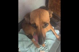Cachorra desapareceu no bairro Pioneiros Catarinenses Cachorra desapareceu no bairro Pioneiros Catarinenses