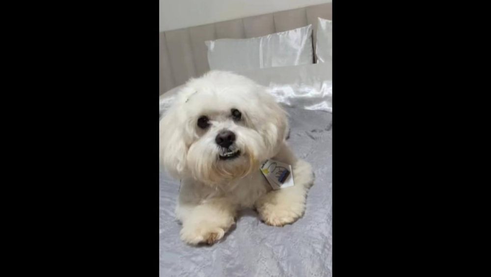 Cachorro Luke desapareceu no bairro Nova York Imagem referente a Cachorro Luke desapareceu no bairro Nova York
