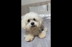 Cachorro Luke desapareceu no bairro Nova York Cachorro Luke desapareceu no bairro Nova York