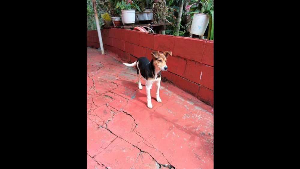 Cachorra é encontrada no bairro Cancelli Imagem referente a Cachorra é encontrada no bairro Cancelli