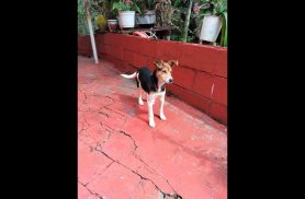 Cachorra é encontrada no bairro Cancelli Cachorra é encontrada no bairro Cancelli