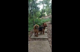 Cachorro Tico desapareceu no bairro São Salvador Cachorro Tico desapareceu no bairro São Salvador