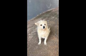 Cachorra Fofa desapareceu no bairro Ciro Nardi Cachorra Fofa desapareceu no bairro Ciro Nardi