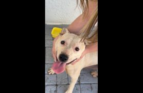 Cachorro é encontrado no bairro Neva Cachorro é encontrado no bairro Neva