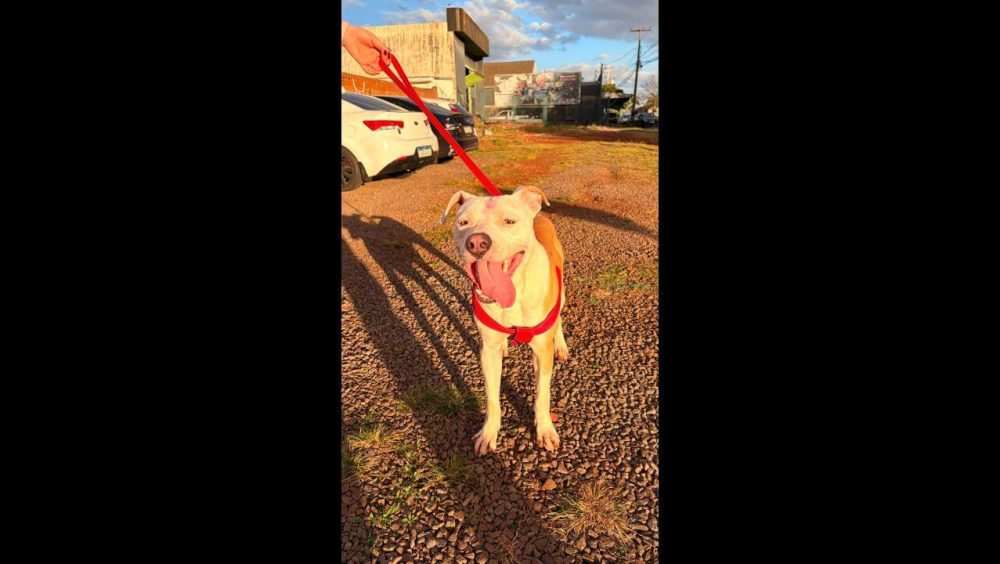 Cachorro é encontrado no bairro Região do Lago Imagem referente a Cachorro é encontrado no bairro Região do Lago