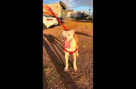 Cachorro é encontrado no bairro Região do Lago Cachorro é encontrado no bairro Região do Lago