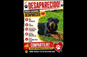 Cachorro Thor desapareceu na área Rural Cachorro Thor desapareceu na área Rural