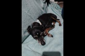 Cachorro é encontrado no bairro Turisparque Cachorro é encontrado no bairro Turisparque
