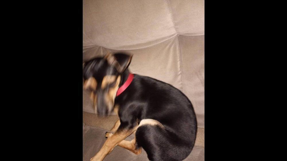 Cachorro Neguinho desapareceu no bairro Santa Cruz Imagem referente a Cachorro Neguinho desapareceu no bairro Santa Cruz