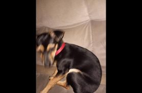 Cachorro Neguinho desapareceu no bairro Santa Cruz Cachorro Neguinho desapareceu no bairro Santa Cruz