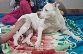 Cachorra Bella desapareceu no bairro Floresta Cachorra Bella desapareceu no bairro Floresta