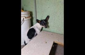 Cachorra é encontrada no bairro Guarujá Cachorra é encontrada no bairro Guarujá