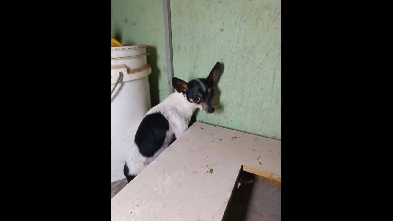 Imagem referente a Cachorra é encontrada no bairro Guarujá