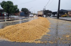 Carga de milho cai de caminhão e interdita parcialmente Avenida Tito Muffato em Cascavel