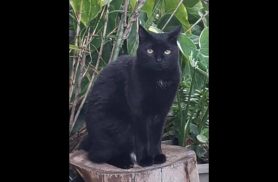 Gata desapareceu no bairro Cascavel Velho Gata desapareceu no bairro Cascavel Velho