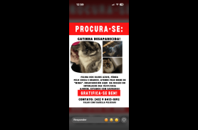 Gata Mima desapareceu no bairro Interlagos Gata Mima desapareceu no bairro Interlagos
