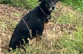 Cachorro é encontrado no bairro Recanto Tropical Cachorro é encontrado no bairro Recanto Tropical