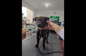 Cachorra é encontrada no bairro Coqueiral Cachorra é encontrada no bairro Coqueiral