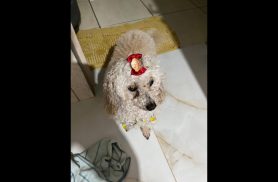 Cachorro é encontrado no bairro Santa Cruz Cachorro é encontrado no bairro Santa Cruz
