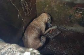 Cachorrinha que caiu em bueiro durante forte chuva é resgatada pelos Bombeiros em Cascavel