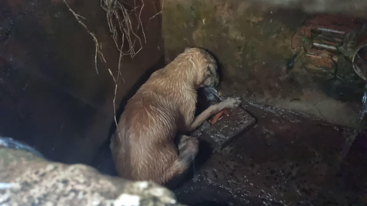Cachorrinha que caiu em bueiro durante forte chuva é resgatada pelos Bombeiros em Cascavel