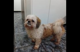 Cachorro é encontrado no bairro Periolo Cachorro é encontrado no bairro Periolo