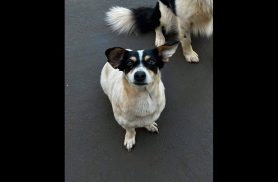 Cachorra Cléo desapareceu no bairro Parque São Paulo Cachorra Cléo desapareceu no bairro Parque São Paulo