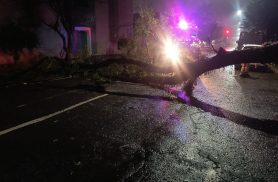 Árvore cai e interdita Rua Duque de Caixas no Centro de Cascavel