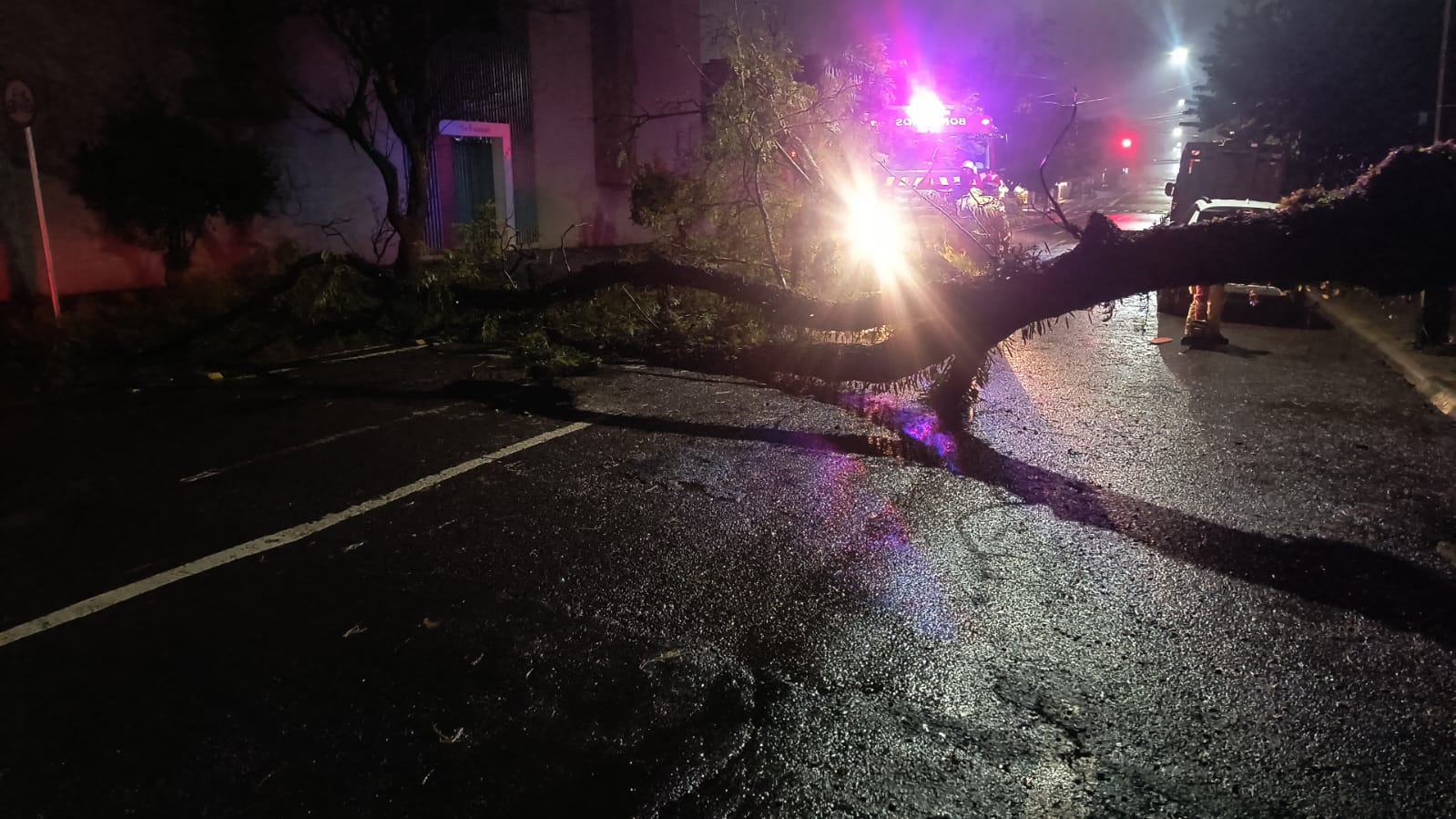 Árvore cai e interdita Rua Duque de Caixas no Centro de Cascavel