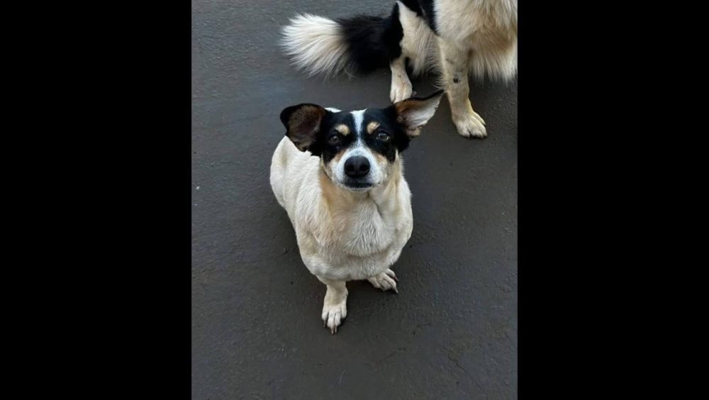 Cachorra Cleo desapareceu no bairro Parque São Paulo Imagem referente a Cachorra Cleo desapareceu no bairro Parque São Paulo
