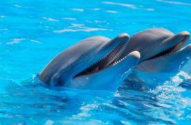Animais gigantes, missões delicadas: conheça o trabalho de resgate de mamíferos marinhos Animais gigantes, missões delicadas: conheça o trabalho de resgate de mamíferos marinhos