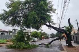 Queda de árvore no bairro Neva em Cascavel bloqueia via após temporal