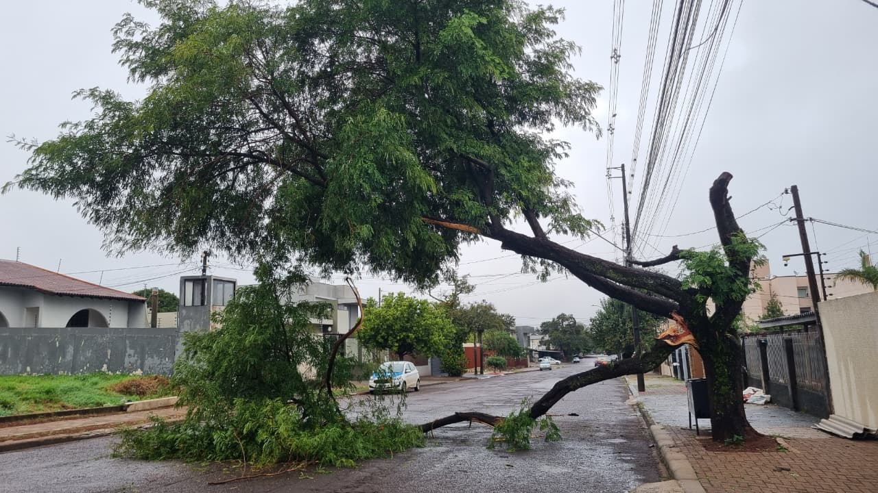 Queda de árvore no bairro Neva em Cascavel bloqueia via após temporal