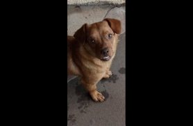 Cachorra Xulica desapareceu no bairro Alto Alegre Cachorra Xulica desapareceu no bairro Alto Alegre