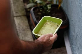 El Niño pode aumentar casos de chikungunya e dengue no Brasil