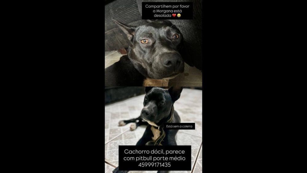 Cachorra Duquesa desapareceu no bairro 14 de Novembro Imagem referente a Cachorra Duquesa desapareceu no bairro 14 de Novembro