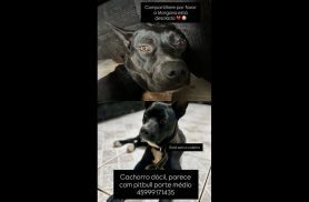 Cachorra Duquesa desapareceu no bairro 14 de Novembro Cachorra Duquesa desapareceu no bairro 14 de Novembro