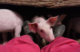 Produção de carne suína movimenta bilhões e é celebrada nesta data